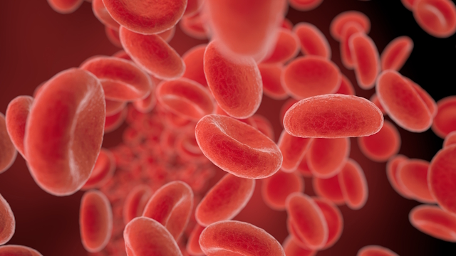 Close-up of red blood cells.